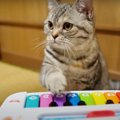 小さなピアノを演奏する猫ちゃんが可愛すぎる♪