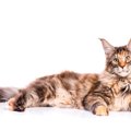 縁起が良いと言われる『べっこう猫』の魅力3選！よく似た『サビ猫』、…