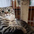 【冷静なフリ】実は焦っている猫の仕草５つ