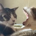 朝イチ、同居猫のあくびを正面から受けたネコ…一瞬で“魂が抜けた”ような表…