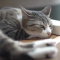 この夏、参考になるかも！猫さんが教えてくれる暑さ対策etc