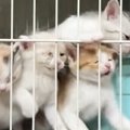腹ペコで『元気に鳴いていた子猫たち』→満腹になった結果…『尊すぎる変化…