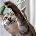 救助した「気性の荒い子猫」に消防士が一目ぼれ→そのまま自宅に迎えて…