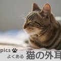 よくある猫の外耳炎