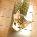 お腹がペコペコな保護子猫→必死に鳴いておねだりして…悶絶必至の『可…