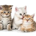 猫の性格は『5つの傾向』に分類できる！それぞれの上手な付き合い方も…