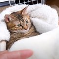 『人間みたいな寛ぎ方をする猫』に毛布をかけてあげたら…まさかのパワーア…