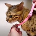 「私は知らないニャ〜」首輪を自ら外して隠すかしこい？猫ちゃん