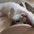 猫が物に『頭や身体を擦りつけている』ときの心理３つ