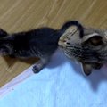 子猫たちに付きっきり！母のようなオス猫さん