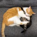 先住猫が『子猫を抱きしめて』寝ようとした結果…『全力で脱出』される…