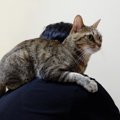 『肩乗り猫』の特徴５つ！乗りやすい猫種とは？