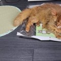 「そっち！？」愛猫が気に入ってくれて嬉しいと喜ぶ飼い主さん「でも…