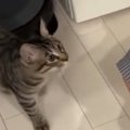 保護猫を家族に迎えた結果→『2か月』しか経っていないのに…あまりにも愛お…