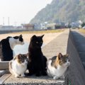 『野良猫』に対して絶対にやってはいけない4つのこと　起こり得るトラブル…