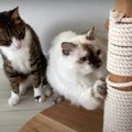 元保護猫の3ニャンズのために爪とぎ柱をDIY！　ロープを巻きつけた新…