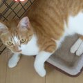 猫ちゃん達の平和な日常♪たまにはスパイスも