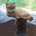 猫を連れて帰省→実家の猫とのやり取りを見ていると…他人の家とは思えない…
