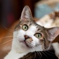 猫を『あだ名』で呼ぶのはNG？気をつけるべき4つのポイント　大切なの…