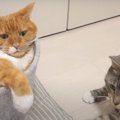 ニャンズハンターの戦法は…得意の猫パンチ！