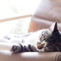 猫が寝る場所を変える3つの理由とその時の気持ち