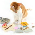 猫をお迎えすると『飼い主さんができなくなること』4選　飼う前に覚悟して…