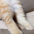 元野良の子猫をお家に迎えて2週間→『寝姿』を見てみると…まさかの光景が尊…