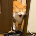 先輩猫とドアの前でバッタリ遭遇して…3匹の子猫が見せた『まさかの反応』…
