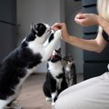 『猫がいる家』に遊びに行くときの6つのマナー　迷惑なお客にならないため…