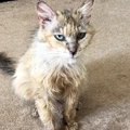 餓死寸前、ガリガリの野良猫を保護して3年……涙する人が続出の『現在』…