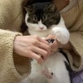 『説得してもだめニャ…』爪切りの抵抗が可愛すぎる猫ちゃん♡