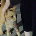 ガリガリだった野良猫を保護…心を開いてくれる様子が感動的すぎると73…