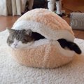 猫にマカロン型のベッドをプレゼントした結果…「可愛すぎる」「フカフ…