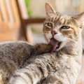 猫が『撫でられた場所をすぐに舐める』ときの理由5つ　嫌だったの？行動に…