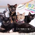 カレンダー購入で保護猫支援ができる！「NPO猫と人を繋ぐ ツキネコ北…