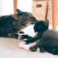 甘えん坊の猫が小さな猫と出会って『2年』が経過したら…愛に溢れた『…