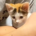 『犬派の夫』が『捨てられていた子猫』を保護した結果…翌日の『まさかの様…