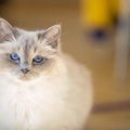 【獣医師監修】バーマンの平均寿命は何年？長生きのコツや注意したい病気…