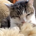 『いつか真実を伝えなければ…』飼い主さんを母猫だと思ってふみふみし…