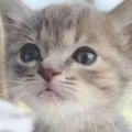 たっぷりとミルクを飲んだ子猫…『天使すぎるゲップ』が127万再生「う…