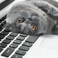 猫が起こしがちな「困ったパソコントラブル」3選　そもそもなぜ猫はPC…