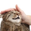 猫がゴロゴロ言ってくれないのはなぜ！？考えられる理由