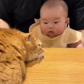 パパに甘えにきた猫→膝の上にいた赤ちゃんが手を伸ばして…予想外の『初め…