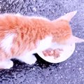 雨の中保護された子猫→人間に捨てられた様子だったのに…泣けるほど尊…