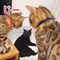 「困ったなぁ」2匹の女子猫さんに挟まれる男子猫さん！