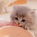 噛んできた赤ちゃん猫に『仕返し』した結果…『可愛すぎる姿』が27万再…