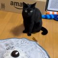 電動猫じゃらしを1年ぶりに起動した結果…猫が見せた『予想外のリアクショ…