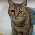 それ僕のじゃない？猫ちゃんのおやつそっくりなカリカリ