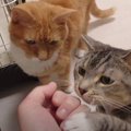 中身は何かな？おやつに飛びつく猫ちゃんたち♪