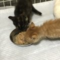 猫にごはんをあげる場所はいつもバラバラでも大丈夫？